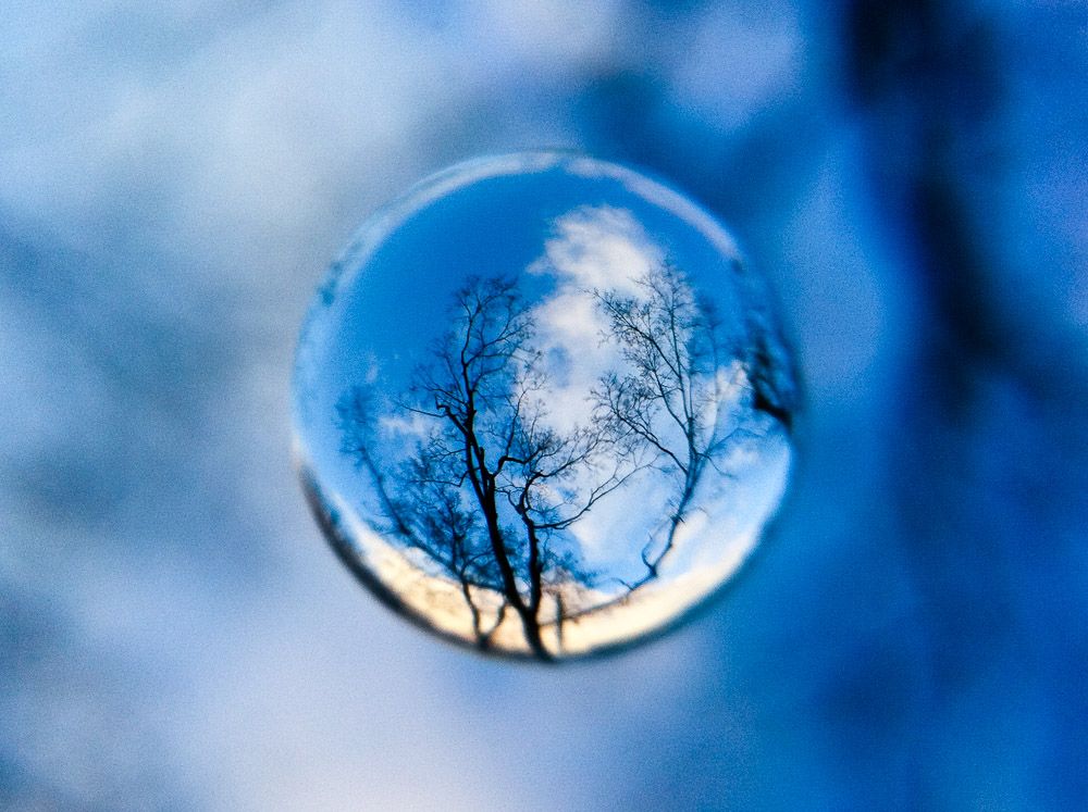 青空の下の木を宙玉で撮影した作例
