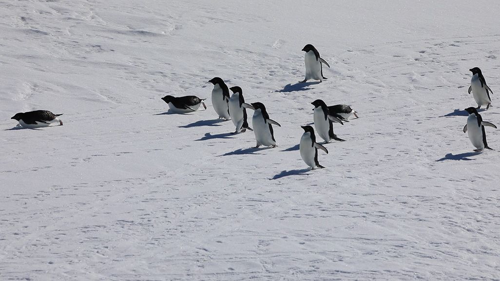 滑ったり、歩いたりしているペンギンの群れ