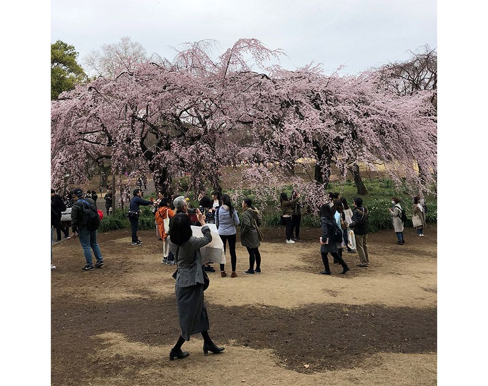 新宿御苑のしだれ桜に集まる花見客