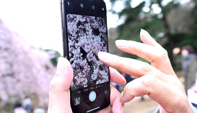 花見の季節にスマホでキレイに桜を撮る！ プロの写真家が使う5つのテクとは？