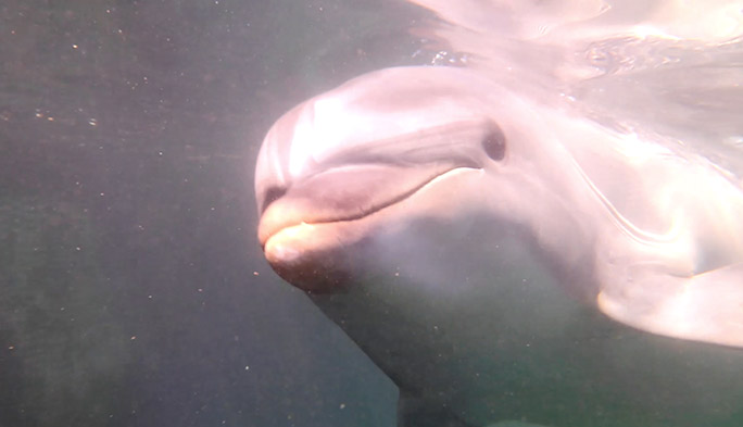 イルカと一緒に泳いで写真を撮ってきた 海でも使えるタフネススマホ『TORQUE G02』で