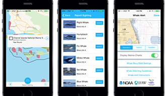 クジラを船との衝突から守る『モバイルアプリ』