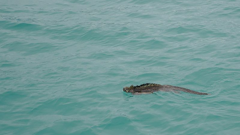 海で泳ぐガラパゴスウミイグアナ