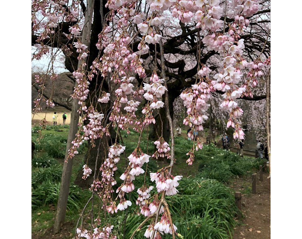 新宿御苑のしだれ桜のアップ