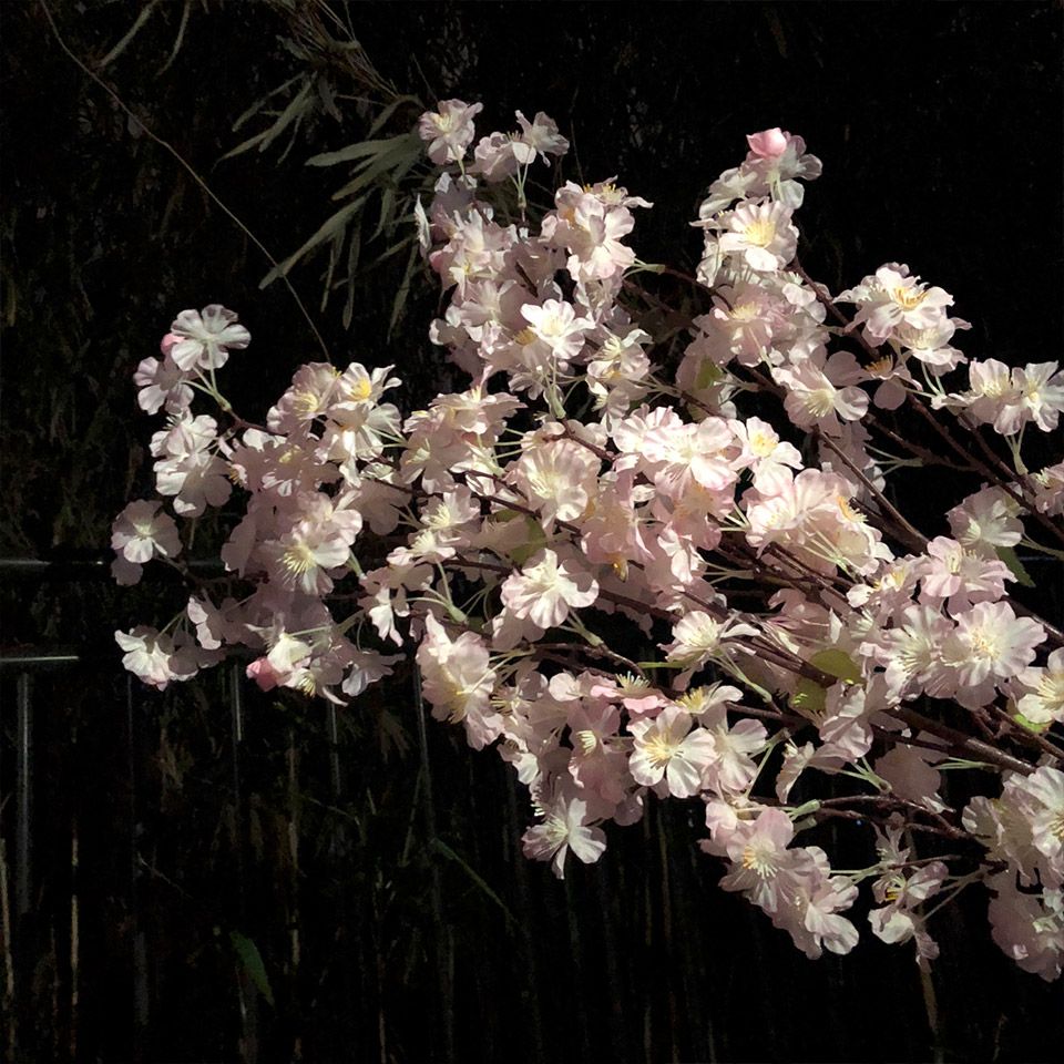 市ヶ谷の夜桜をiPhone2台使ってライトアップして撮影をする
