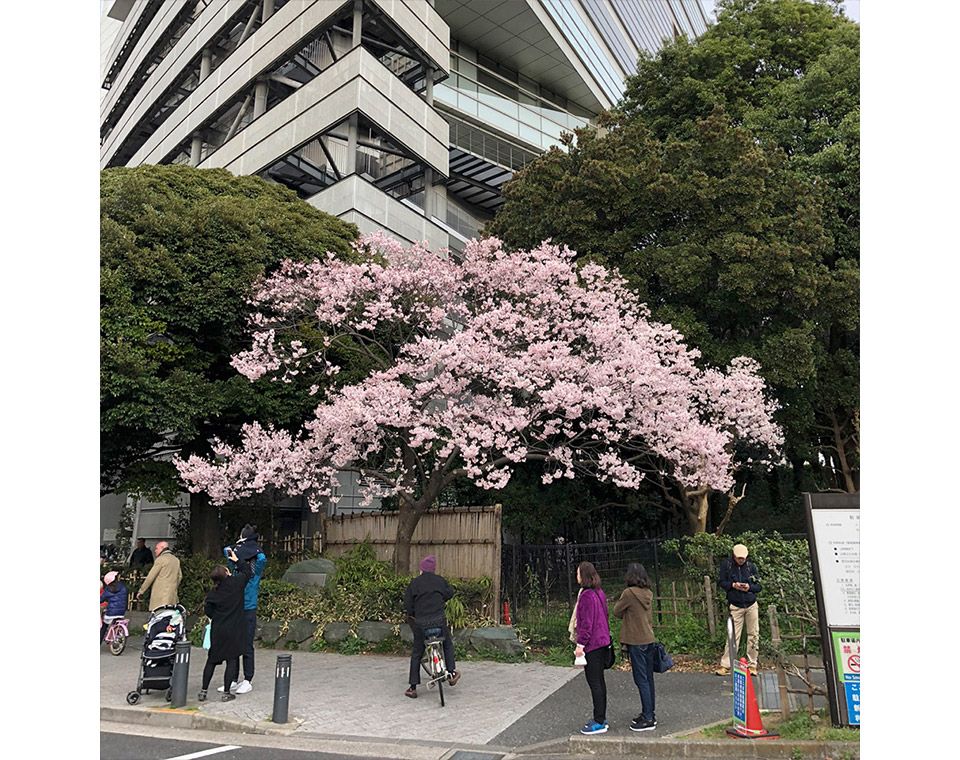 新宿御苑の大木戸門前にある満開の桜