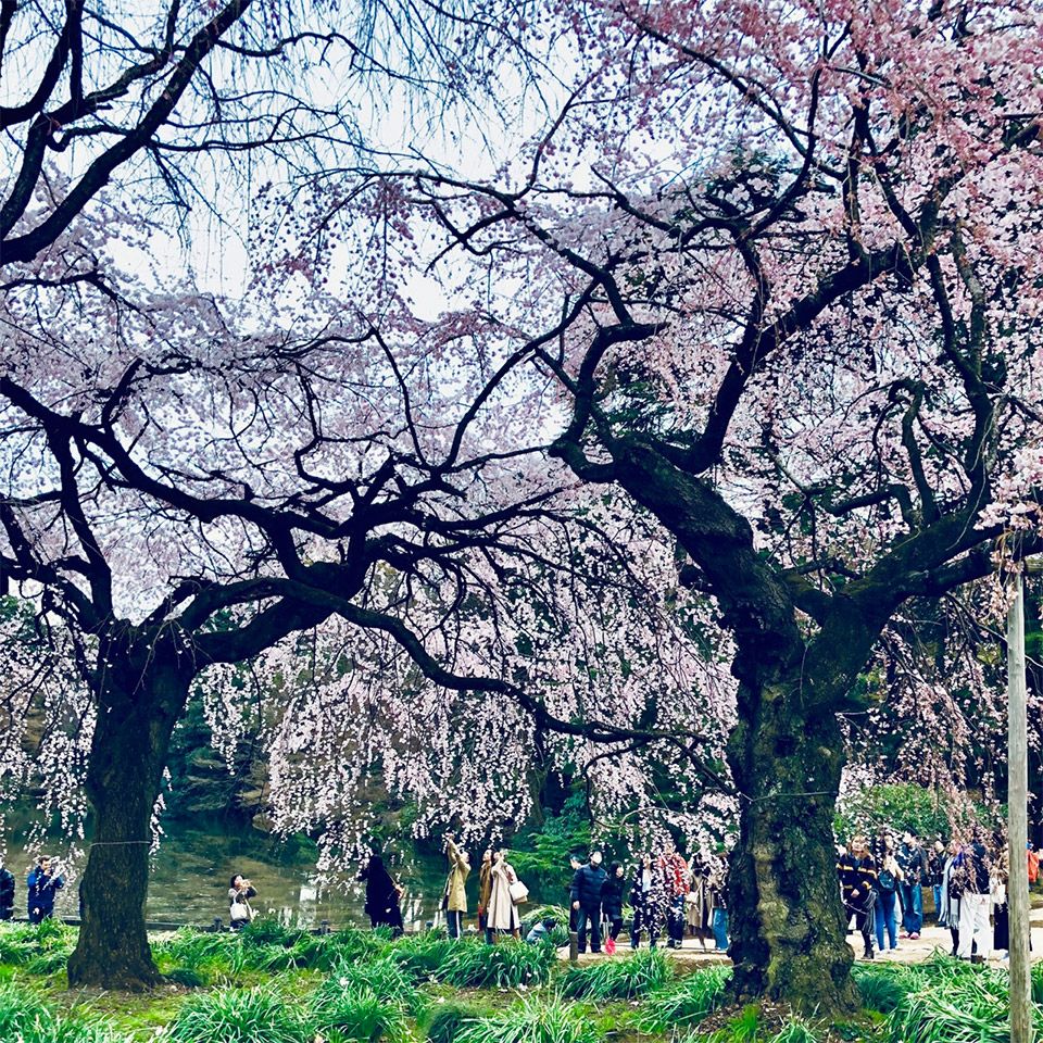 プロカメラマンが撮る新宿御苑の満開の桜