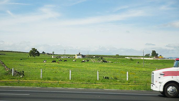 草原にいる牛