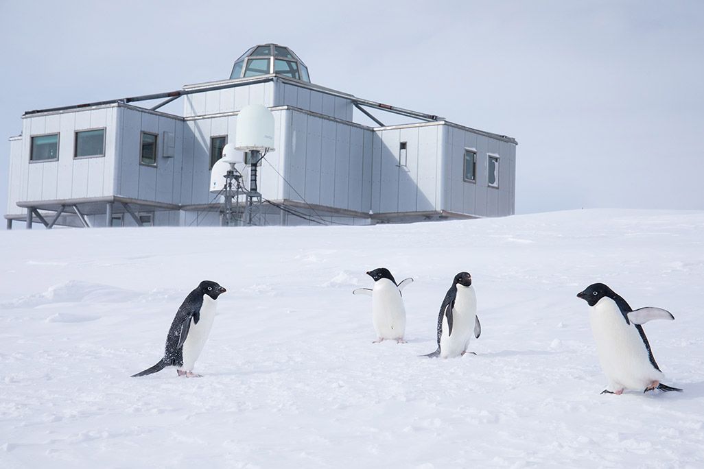南極昭和基地周辺のペンギン