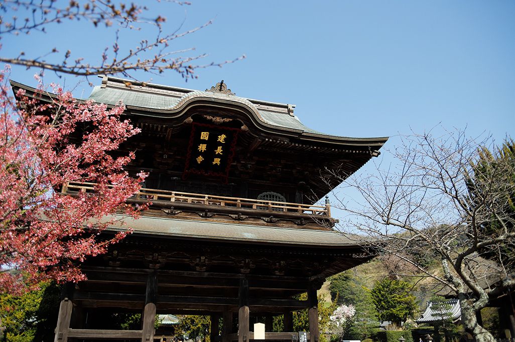 北鎌倉にある建長寺とボケの花