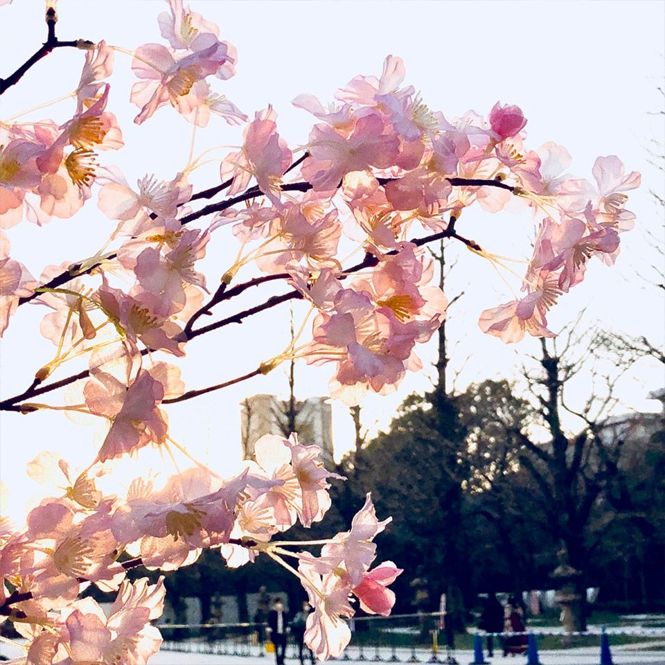 逆光で美しく撮影した靖国神社の桜