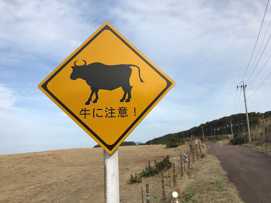 小値賀島の「牛に注意」の看板