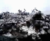 岩の上のアオアシカツオドリ