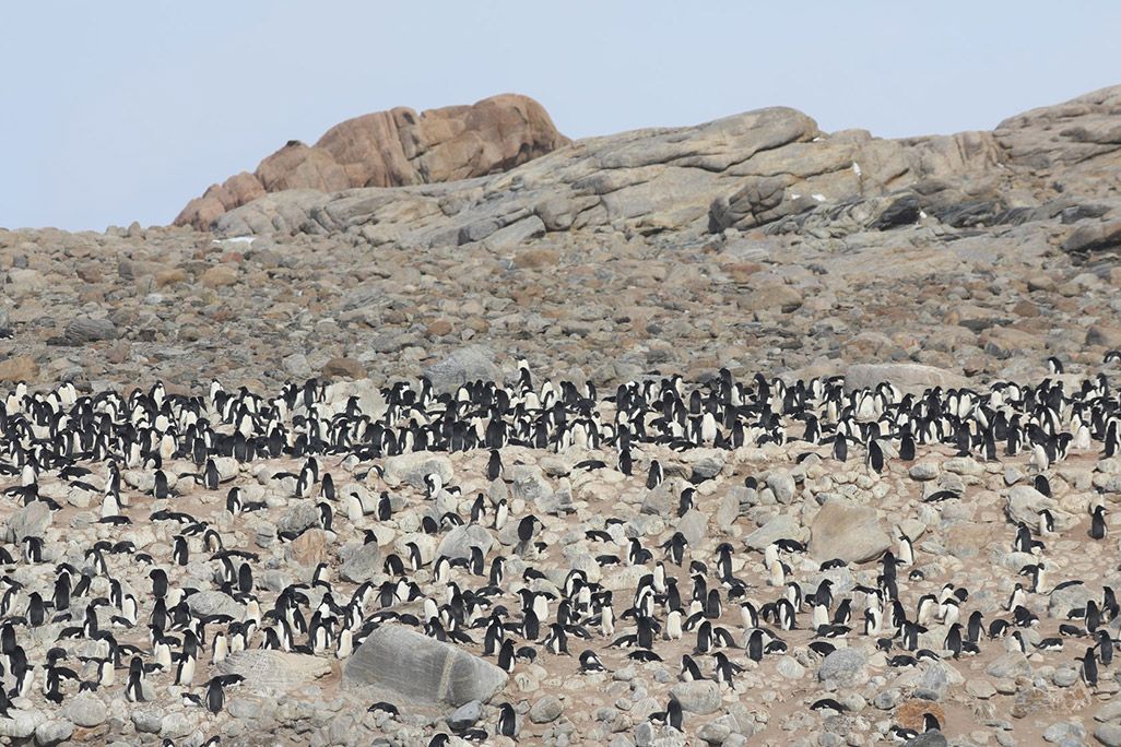 南極のペンギンの繁殖地であるルッカリ