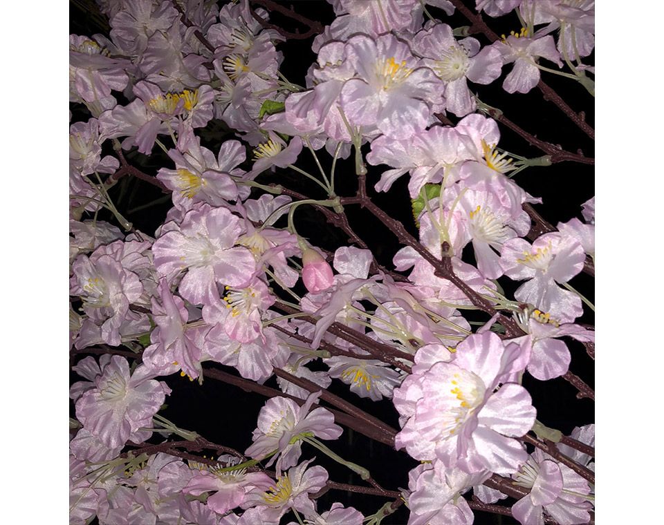 市ヶ谷の夜桜をiPhoneのカメラを使ってフラッシュで撮影する