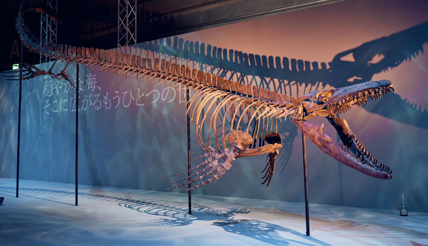 DinoScience 恐竜科学博のモササウルスの骨格標本