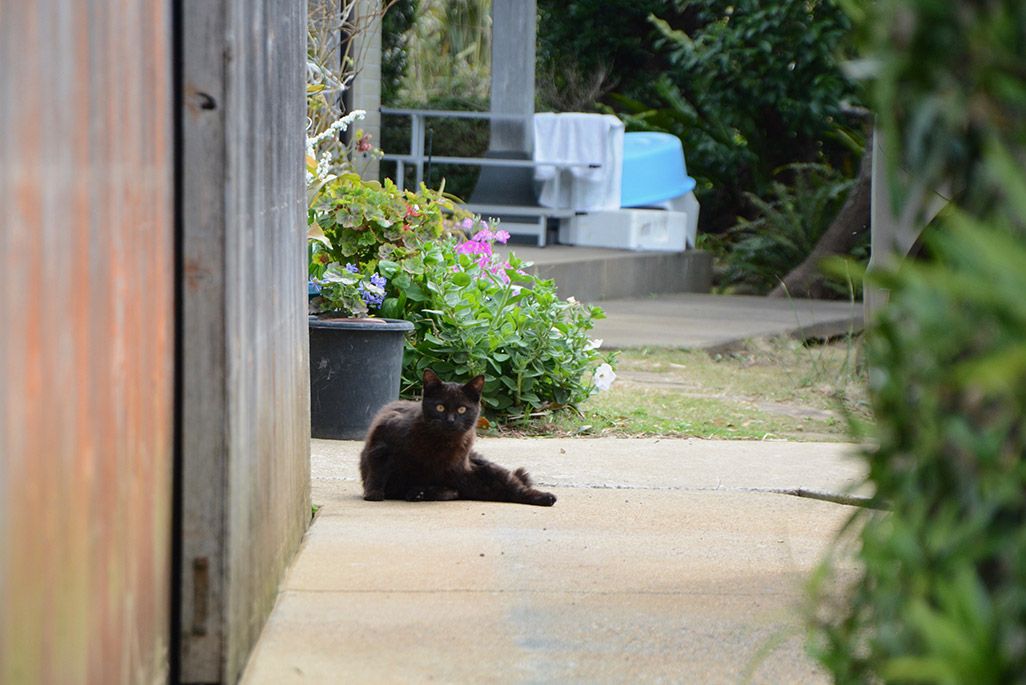 小値賀島のリラックスした猫
