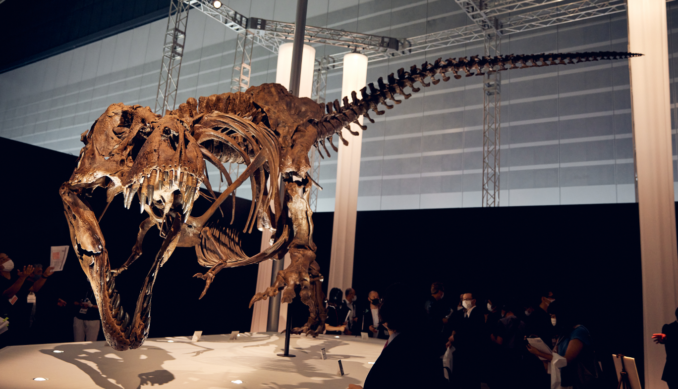 DinoScience 恐竜科学博の特別展示コーナーティラノサウルスの標本展示