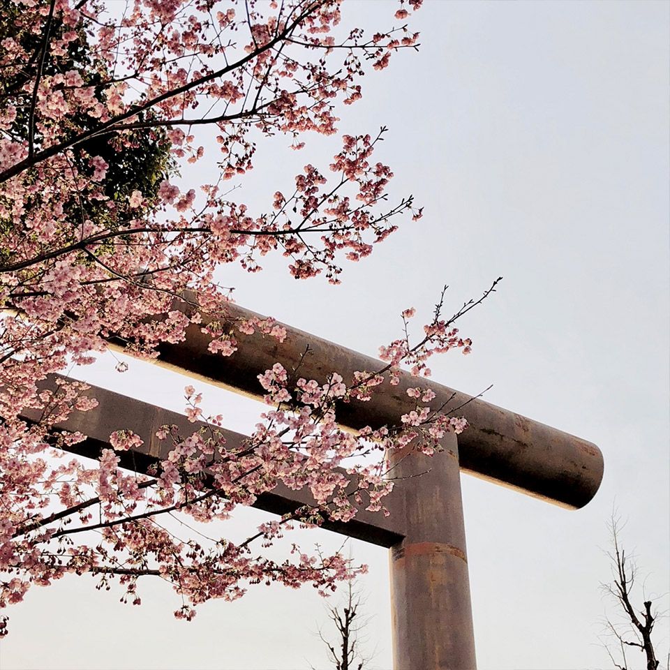 靖国神社の大鳥居と桜