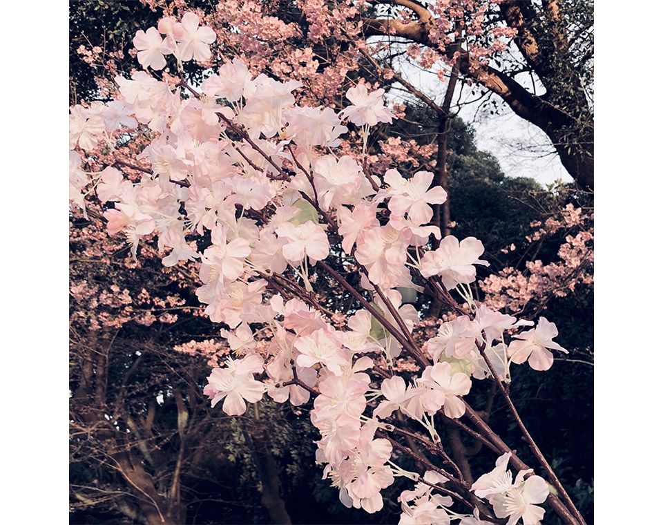 順光で撮影した靖国神社の桜