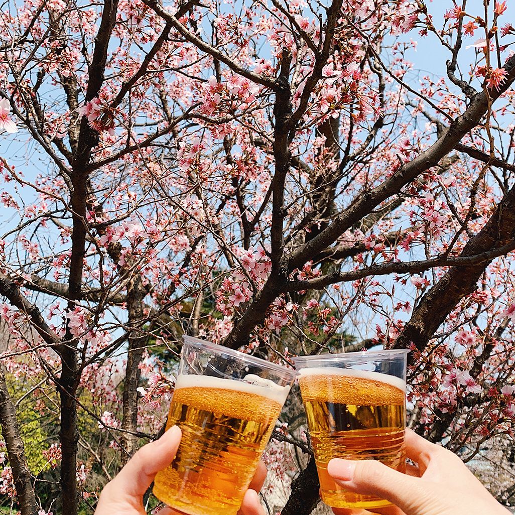 インスタ映えする桜とビール