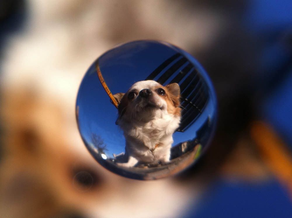 上原さんの愛犬チョコちゃんを宙玉で撮影した作例