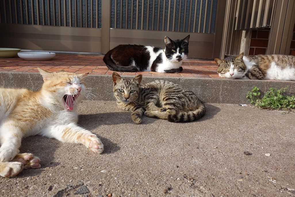 小値賀島のあくびをする猫