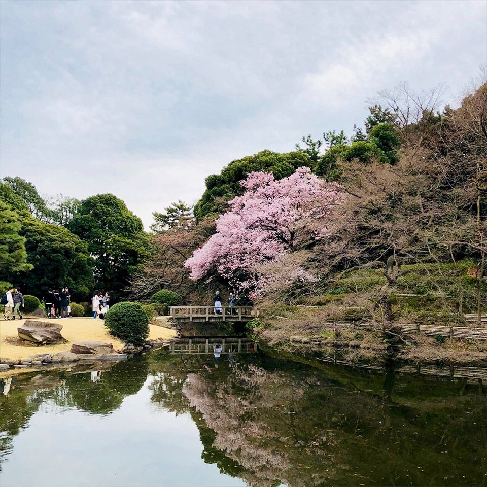 新宿御苑の池のほとりに咲く満開の桜