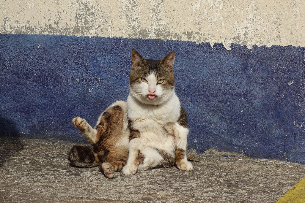 小値賀島のリラックスした猫