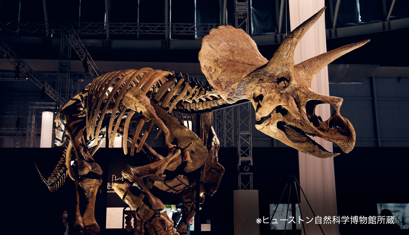 DinoScience 恐竜科学博の特別展示コーナートリケラトプスの実物化石