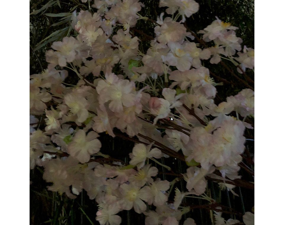 市ヶ谷の夜桜をiPhoneで撮影をする