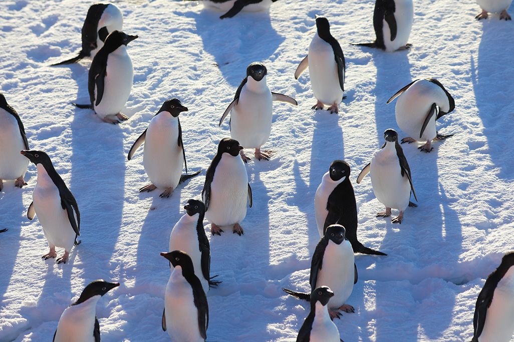日なたにいるペンギンの群れ