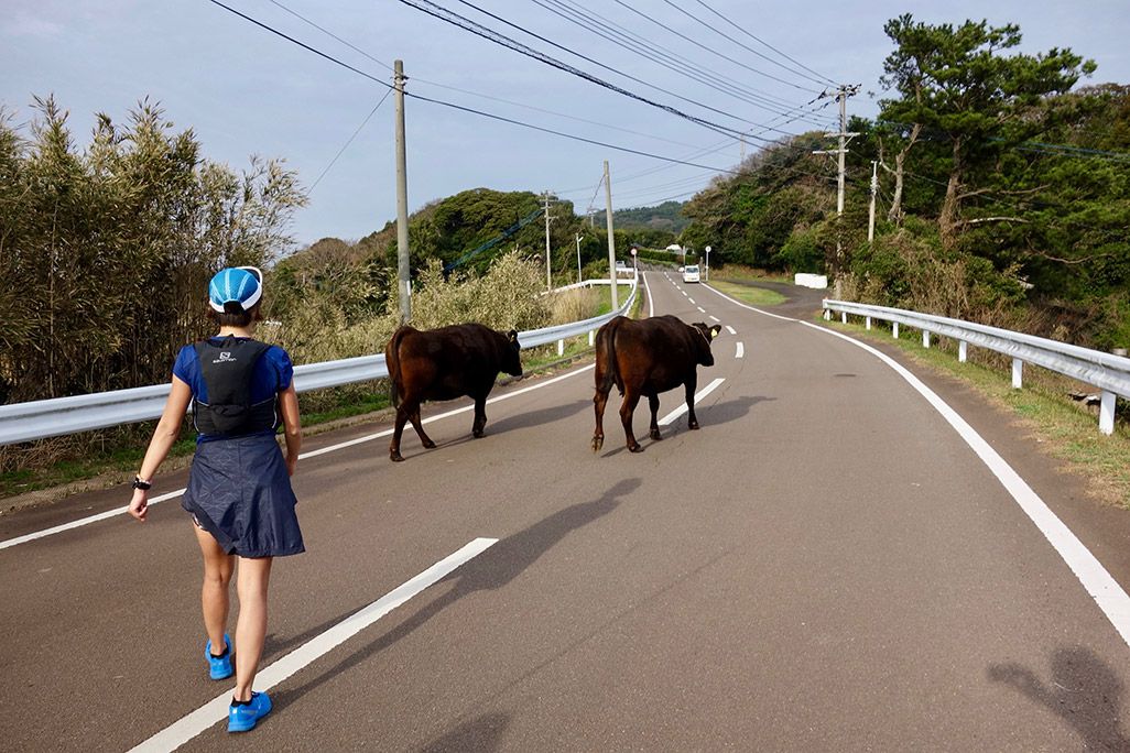 小値賀島の道路を歩く牛と走る浦谷美帆さん