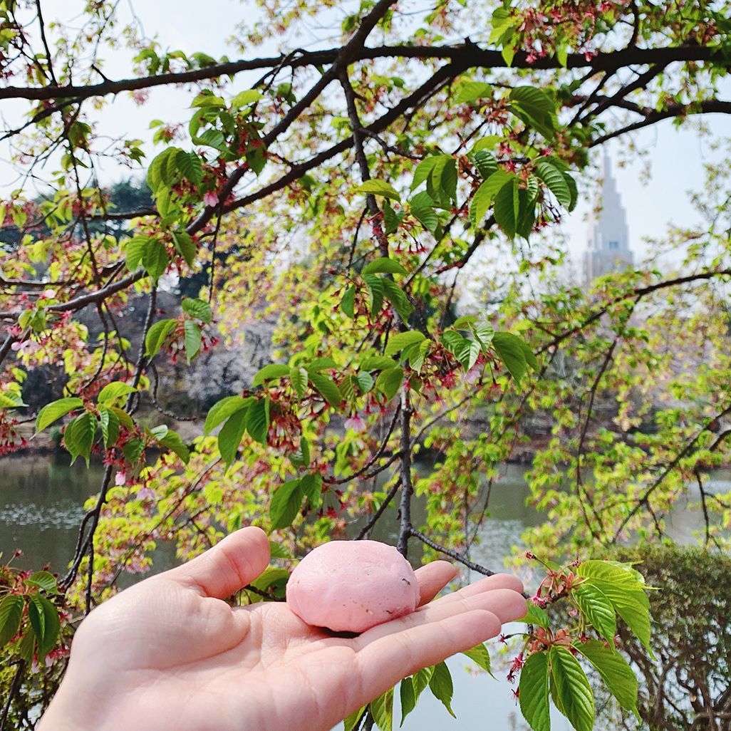 インスタ映えする山桜と桜まんじゅう