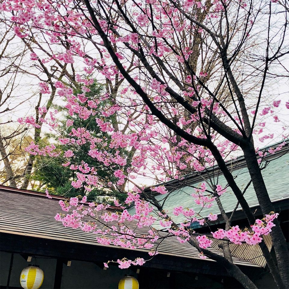 靖国神社にある茶店と綺麗な桜