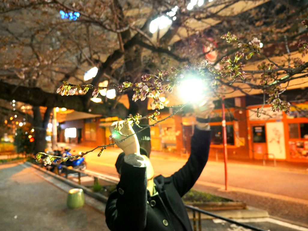 iPhoneを2台使って夜桜をライトアップして撮影をする方法