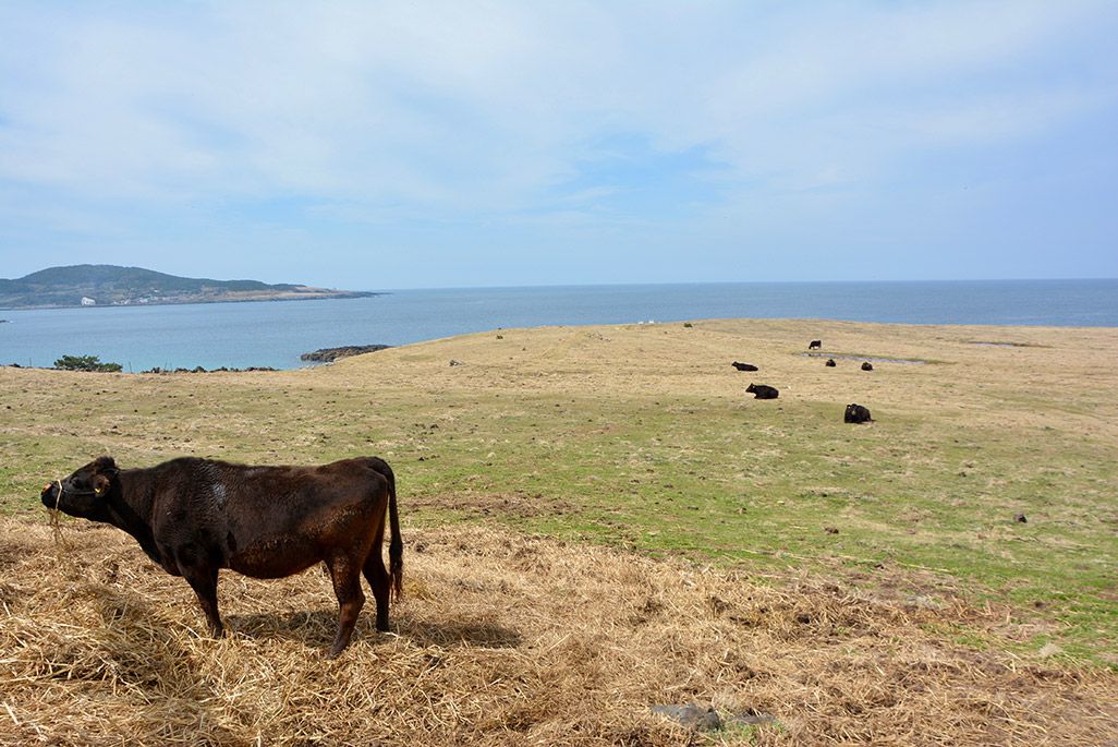 小値賀島の長崎鼻で草を食む牛