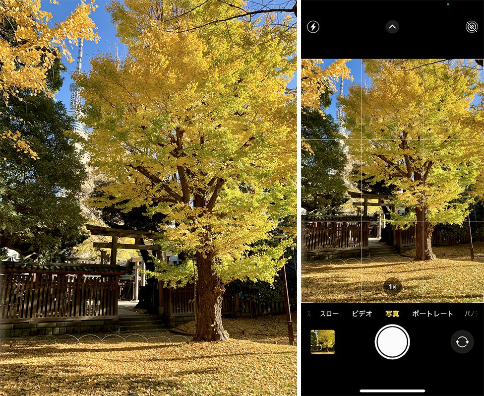 iPhone XSで黄葉した樹木を撮影