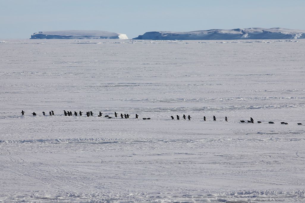 海氷上を一列になって進むアデリーペンギンの群れ