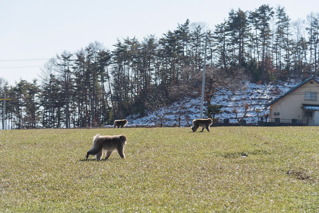 野生の猿、長野県安曇野市