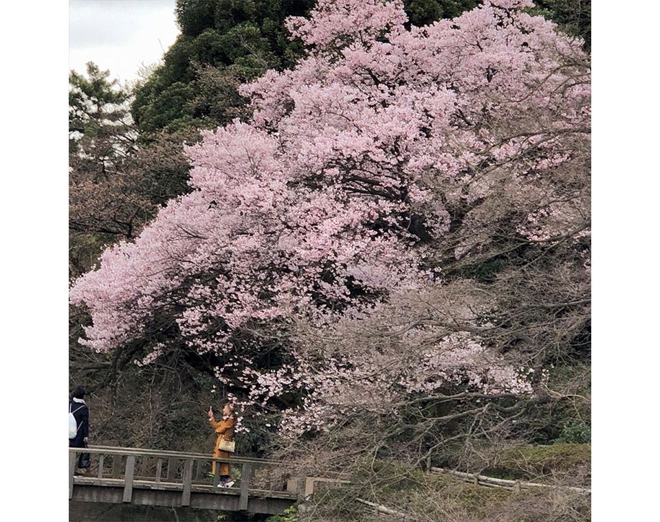 新宿御苑の池のほとりの桜をズーム撮影