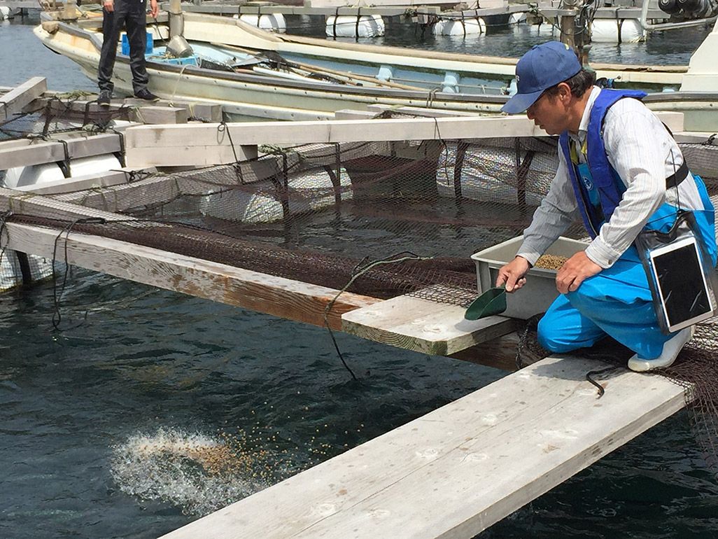 サバ養殖の給餌の様子