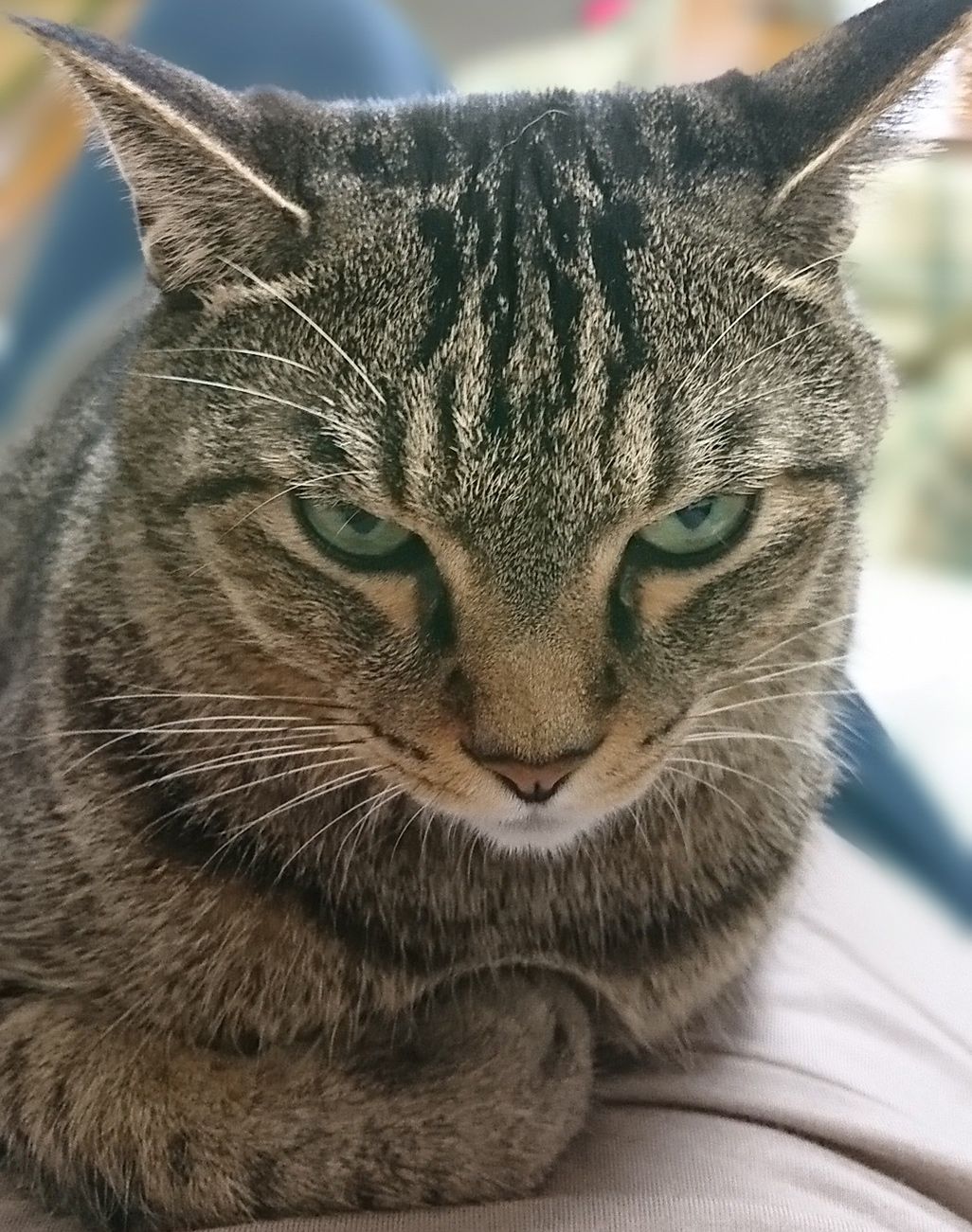 にらみつける雑種の猫