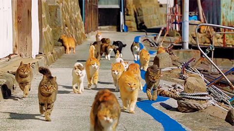青島の猫